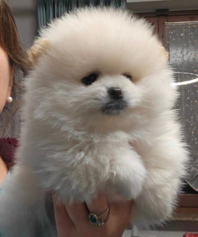 Volpino di pomerania pedigree - Foto 3