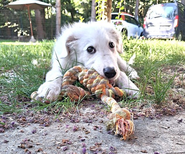 Ciao sono PIF, cucciolo col tartufo a forma di cuore - Foto 3