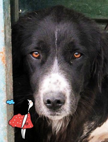 CANE IN ADOZIONE: GEORGIE