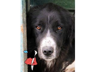 CANE IN ADOZIONE: GEORGIE