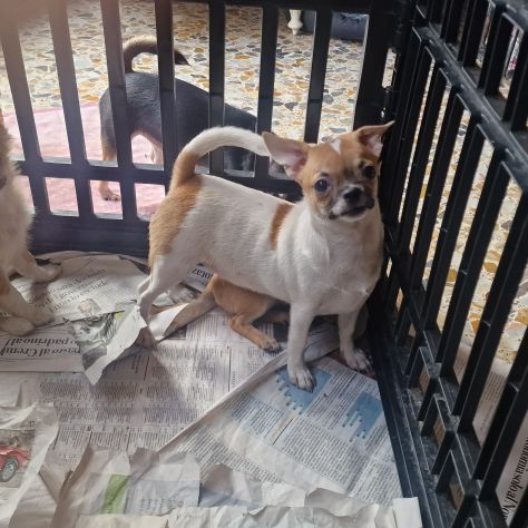 Chihuahua pelo corto crema - Foto 2