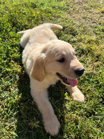 GOLDEN RETRIEVER CUCCIOLI COLOR CREMA - Foto 5