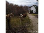VENDO CASA IN CAMPAGNA GRANDE RISTRUTTURATA CON MOLTO TERRENO