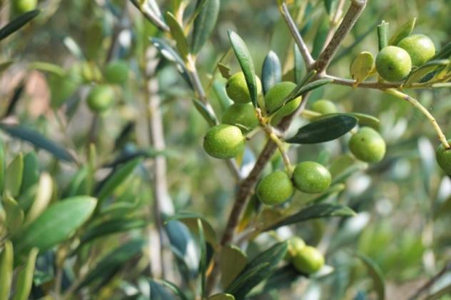 Collina di Camaiore vendesi oliveto con annesso agricolo - Foto 4