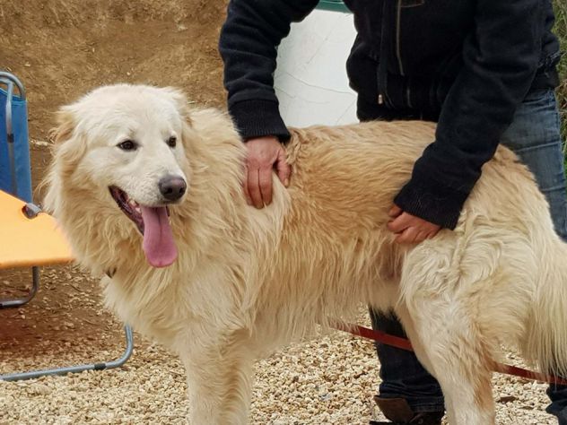 RICKY, cucciolone stupendo - Foto 3