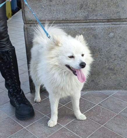 Fiocco bellissimo volpino bianco - Foto 3
