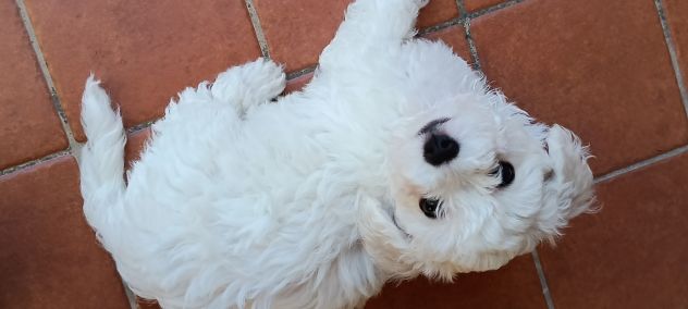 Cuccioli bichon frisee - Foto 4