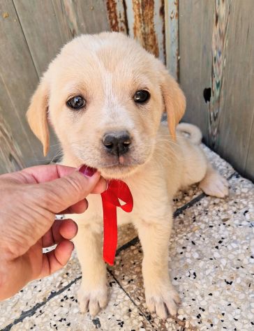 QUANTA TRISTEZZA NEGLI OCCHI DI PHOEBE! - Foto 5