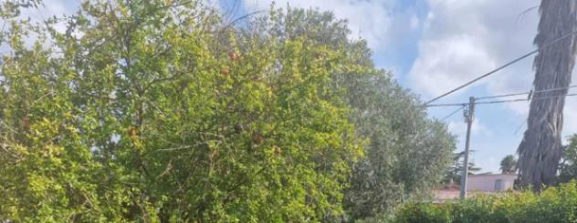 Immobile in asta di 246 m² in vendita a Nettuno - Foto 6