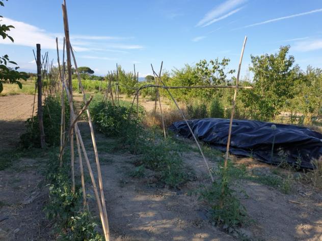 Terreno edif. residenziale in vendita a San Miniato 900 mq Rif: 979820