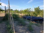Terreno edif. residenziale in vendita a San Miniato 900 mq  Rif: 979820