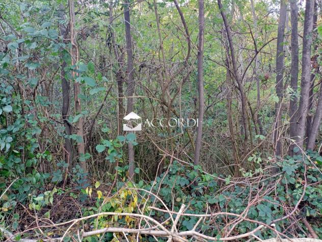 TERRENO AGRICOLO di 18591 mq (VOLPAGO DEL MONTELLO) rif. BL9 - Foto 4