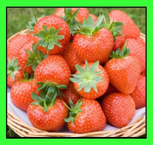 Fragole rifiorenti e rare - Foto 3