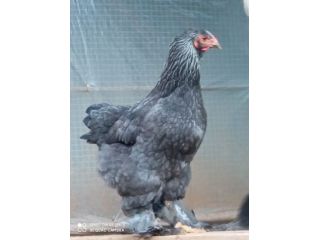 Uova feconde di brahma