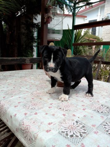 Cuccioli Amstaff Bari Lecce Taranto Brindisi Foggia Puglia con pedigree - Foto 3