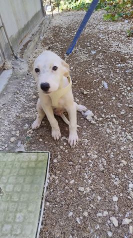 PUPA E LYAM, 2 MESI E MEZZO: DUE CANI STUPENDI ANCORA IN CANILE!! - Foto 3