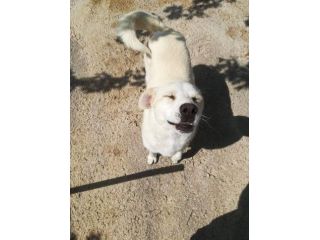 GIGIO, dolce ed amabile cagnolino