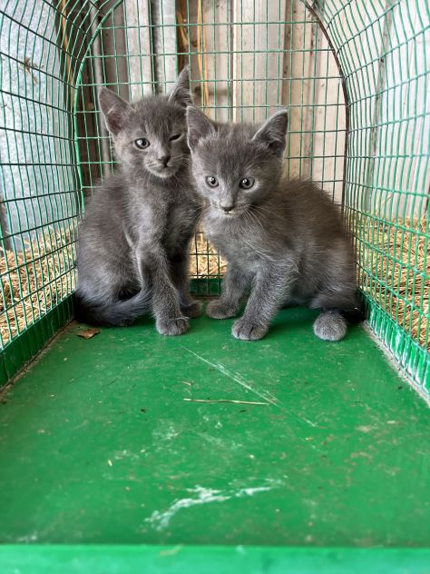 Gattini Certosino - Foto 2
