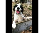 CEDRIC, SETTER INGLESE,  UNA MERAVIGLIA CHE CERCA CASA, CANE IN ADOZIONE