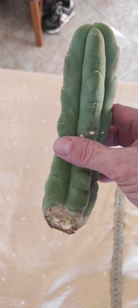 Cactus San Pedro - Foto 2