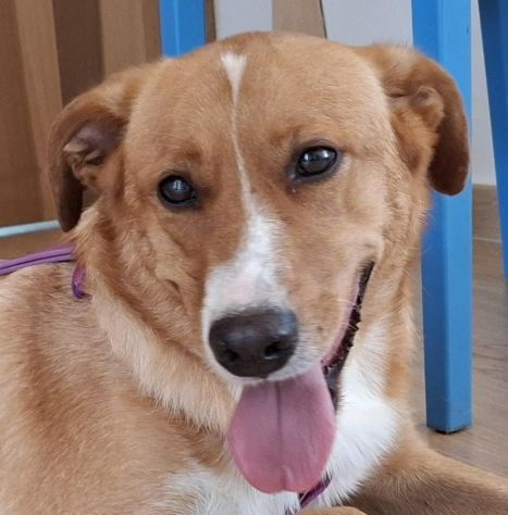 Wilson, 3 anni buono e simpatico