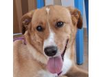 Wilson, 3 anni buono e simpatico