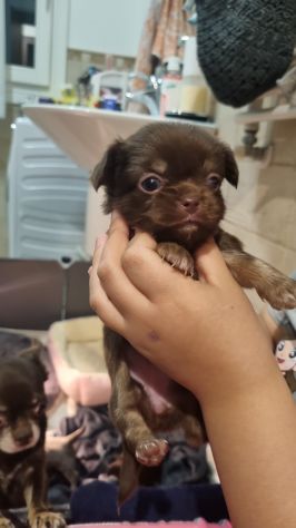 Vendesi cuccioli Chihuahua - Foto 3