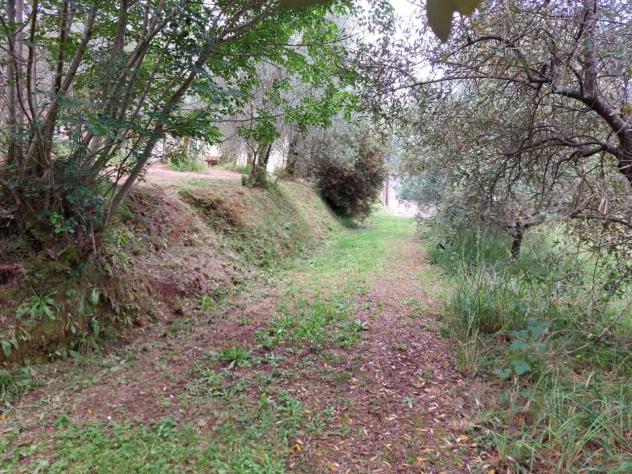 TERRENO AGRICOLO di 10000 mq (CAMAIORE - pieve di camaiore) rif. 1001 - Foto 12