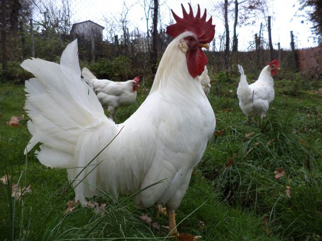 Galline, galli e pulcini livornese bianca - Foto 2