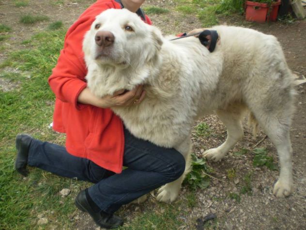 TOMMY, il gigante buono - Foto 2