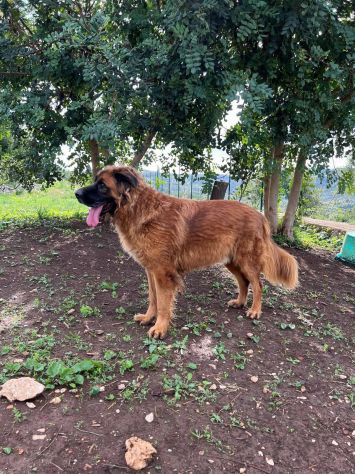 Gibbo simil Leonberger - Foto 5