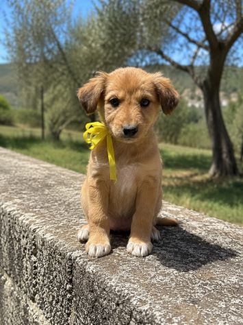 Regalo cuccioli taglia medio piccola - Foto 4