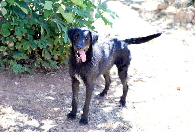 Jerry dolcissimo spinone in adozione - Foto 2