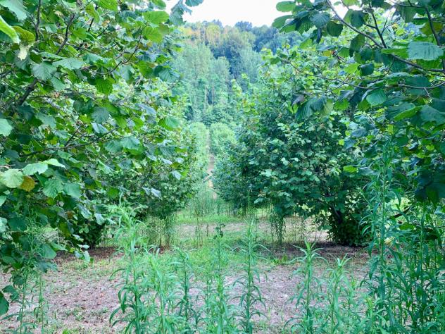 Agricolo in vendita a Dogliani - Foto 5