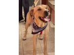 Tuono, cucciolo abbandonato vicino ad un canile