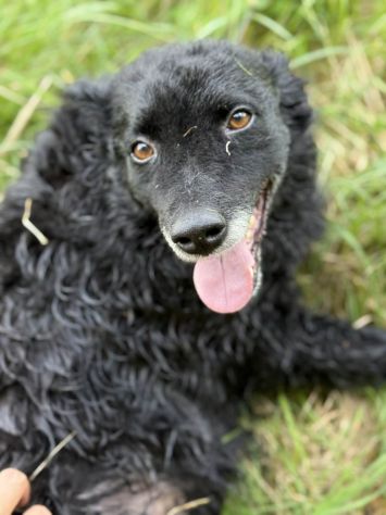 DIOR, cagnolina sorridente cerca amore! - Foto 3