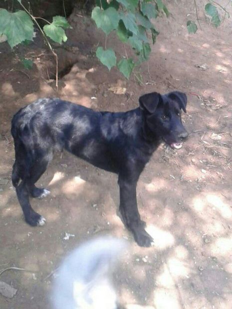 PIPPO E MELA, cucciolotti mix labrador e golden - Foto 3