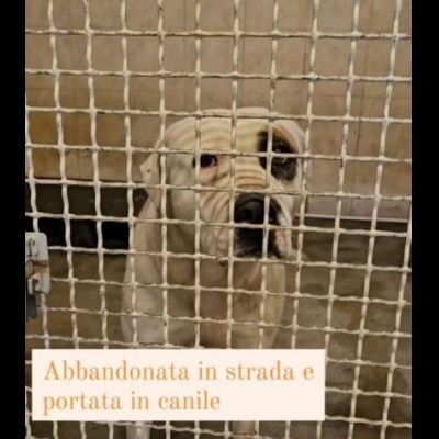 BLOOM AFFETTUOSA CAGNOLONA IN ADOZIONE - Foto 7