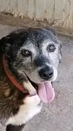 Lady 12anni nera..1vita in canile. Chi può adottarla? NAPOLI