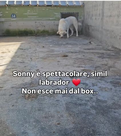 SONNY molto affettuoso, CANE IN ADOZIONE - Foto 7