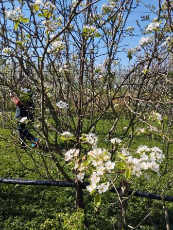 CONCESSIONE GRATUITA di terreno agricolo - Foto 3