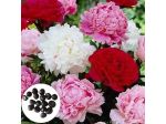 Semi peonie doppie
