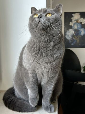 Fiona british shorthair blue