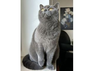 Fiona british shorthair blue