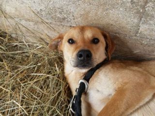 LILLO, frizzante cagnolino