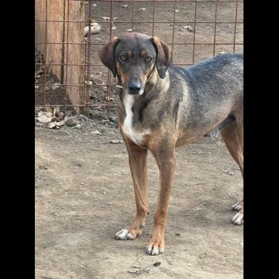 MELAMPO MIX SEGUGIO CANE IN ADOZIONE TG MEDIO CONTENUTA