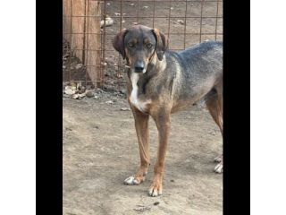 MELAMPO MIX SEGUGIO CANE IN ADOZIONE TG MEDIO CONTENUTA