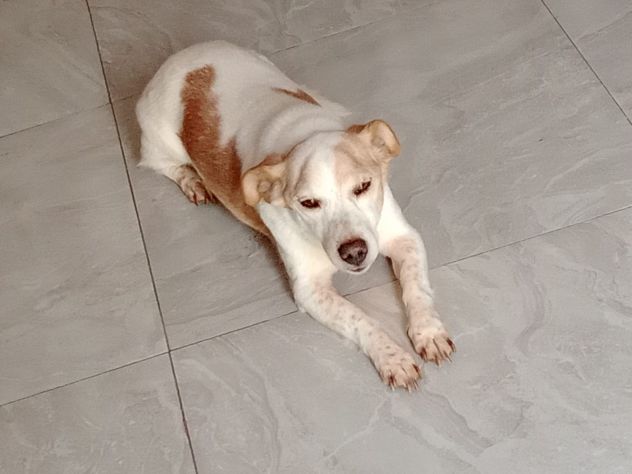 PICCINO - Foto 2