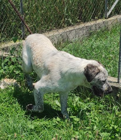 CANE IN ADOZIONE: JAGO nato nel marzo 2022 - Foto 9