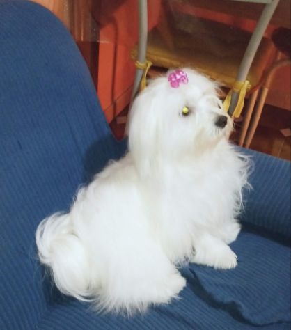 Maltesino cucciolo Toy maschio - Foto 4